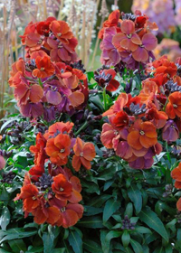 Erysimum 'Winter Rouge'